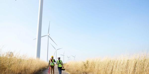 Reducen mortalidad de murciélagos en parques eólicos