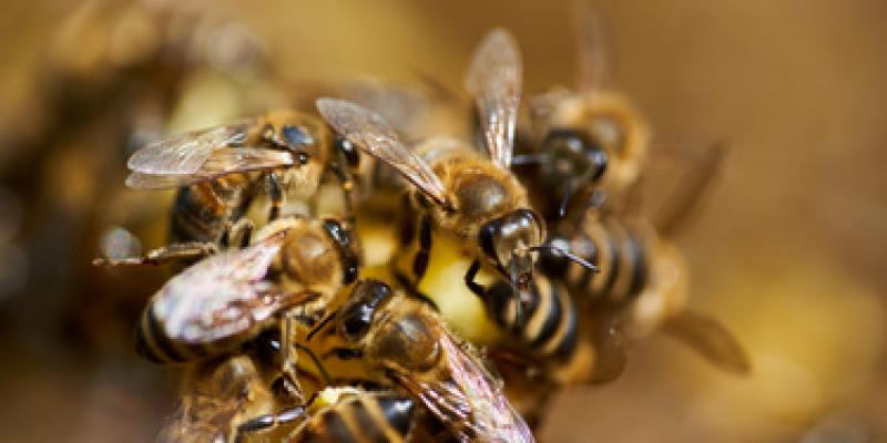 Las abejas con ley en el Amazonas