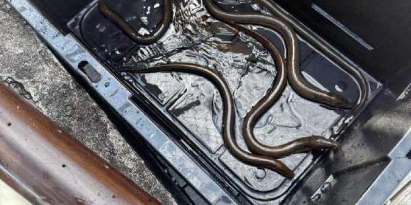 Anguilas asiáticas capturadas gracias a la detección del ADN ambiental