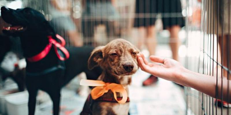 La adopción de animales es crucial