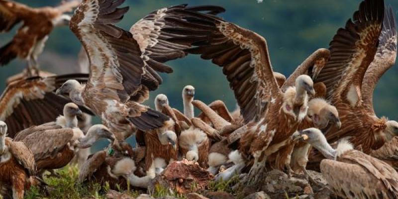 Buitres leonados comiendo carroña