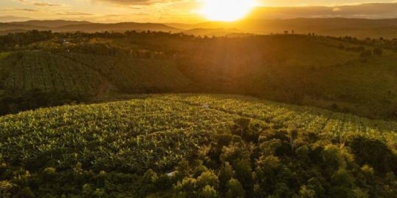 Vista aérea de una granja agroforestal de cacao en el sur de Bahía, Brasil.