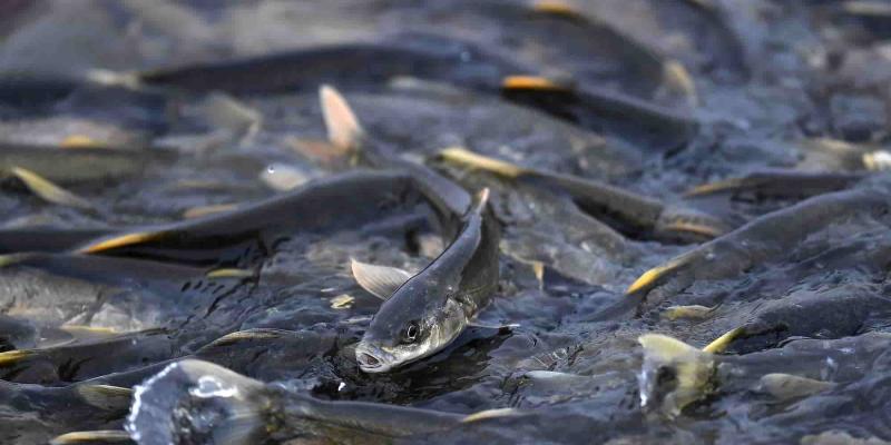 Peligro de la fauna de agua dulce