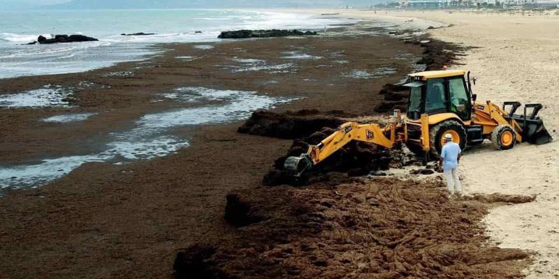 El Estrecho de Gibraltar se invade de algas