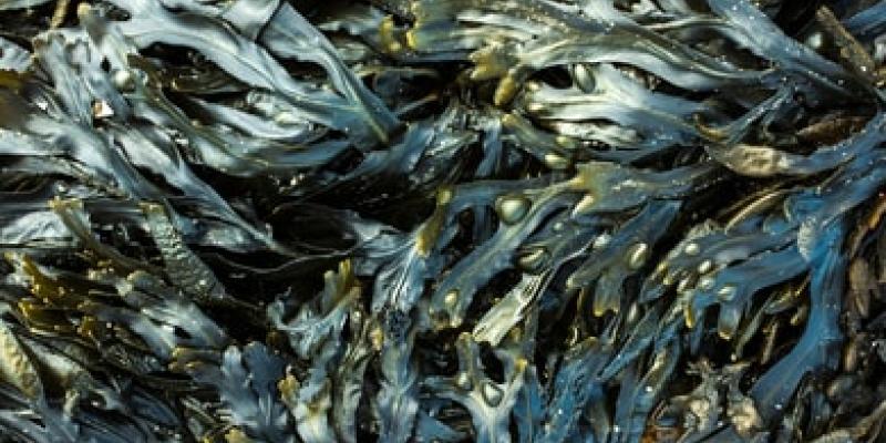 Más energía renovable con las algas marinas
