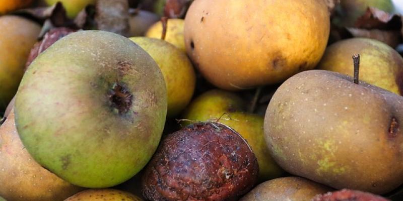Manzanas en la basura 