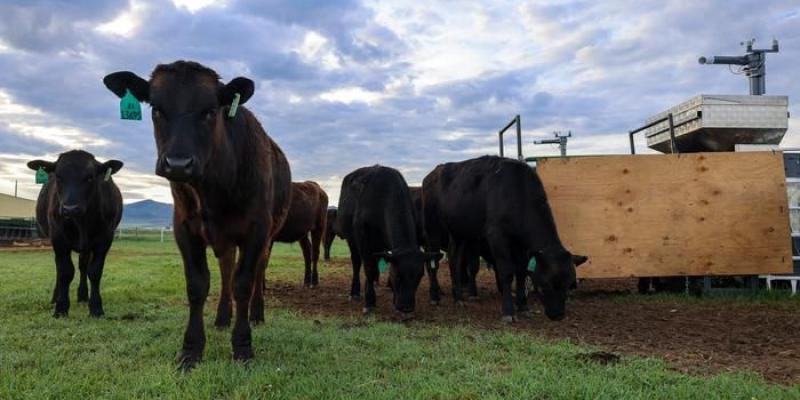 El ganado vacuno alimentado con algas reduce las emisiones contaminantes de metano