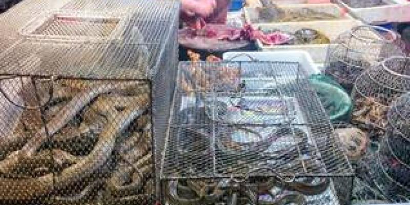 Aumenta el tráfico ilegal de anfibios