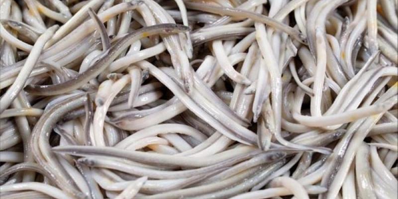 Angula en peligro de extinción