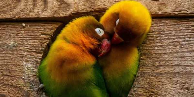 Agapornis, animales exóticos