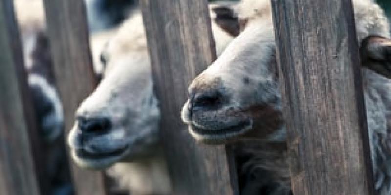 Las exportaciones de animales vivos es un delito actual