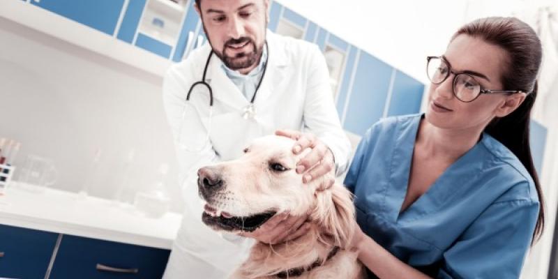 Veterinarios dando atención a un can