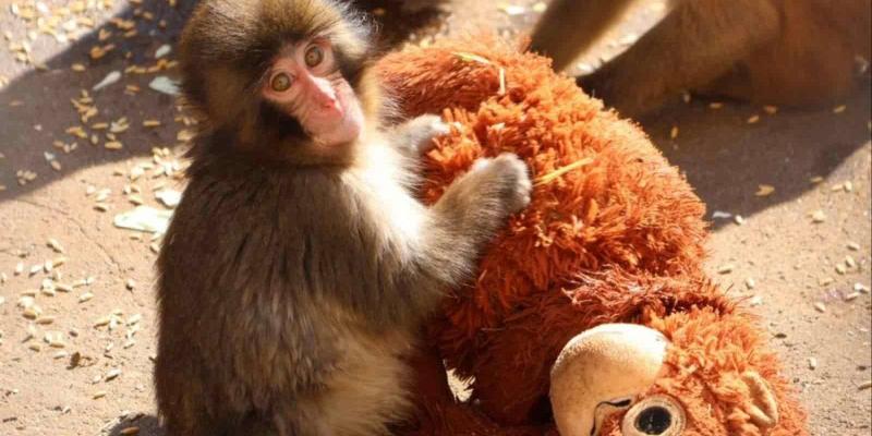 Apego del mono Punch