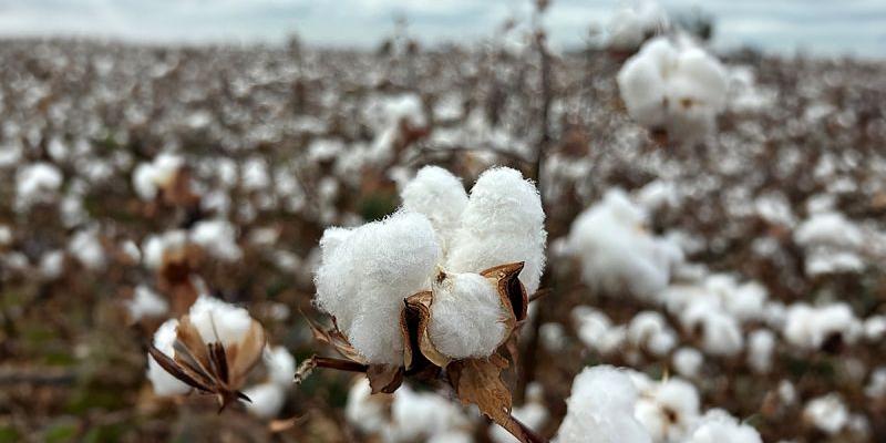 Campo de algodón español