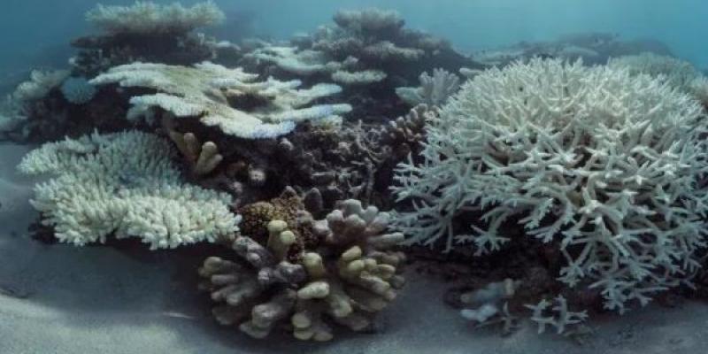 Blanqueamiento de los arrecifes de coral