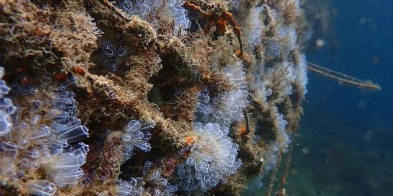 Estructura marina de Ocean Ecostructures con biodiversidad recuperada