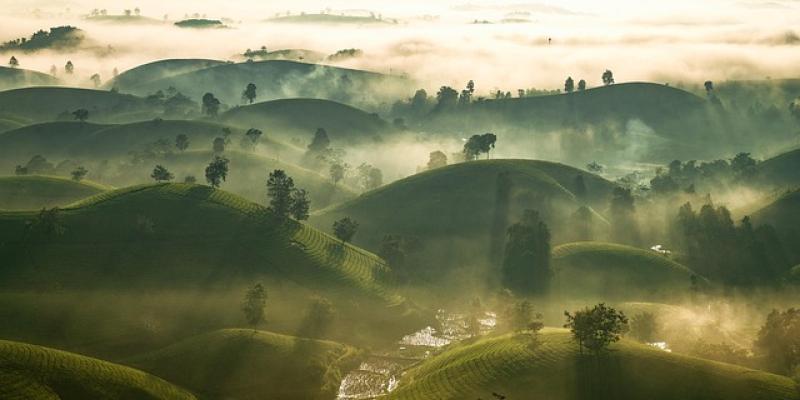 Campos de arroz en Asia