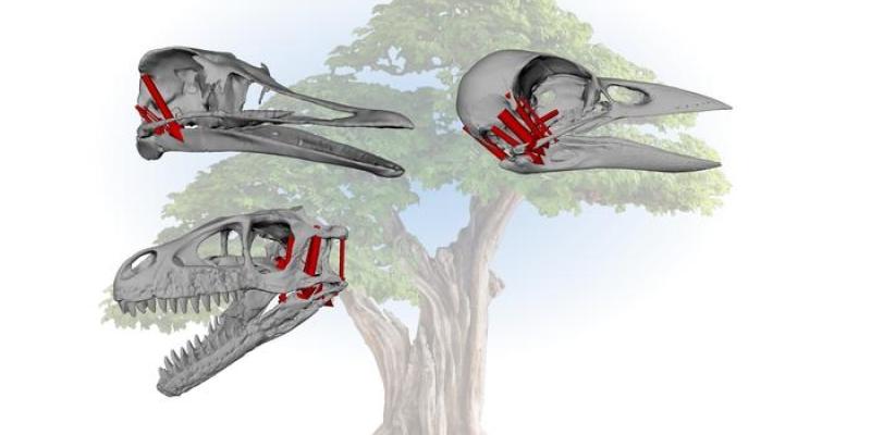 Comparación de cráneos de aves, reptiles y dinosaurios