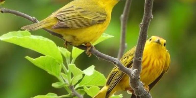Macho y hembra de reinita amarilla que sufren las consecuencias del ruido del tráfico