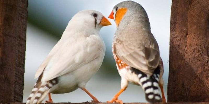 Comunicación entre las aves cantoras