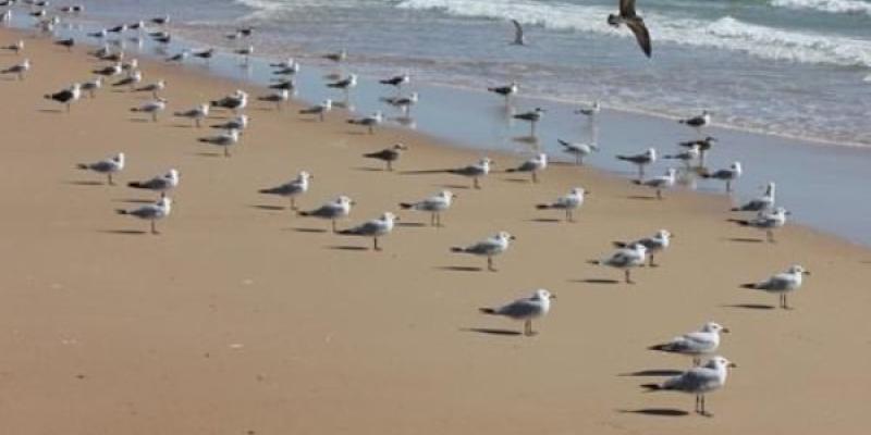 Las aves costeras del Mediterráneo