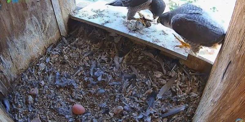 Aves en directo a través de cámaras