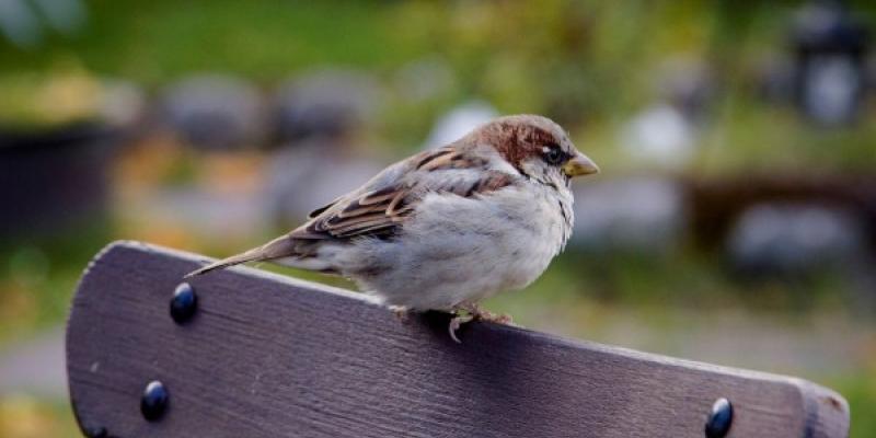 Ejemplo de aves españolas, el gorrión común