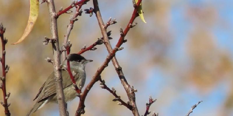 Macho adulto de curruca capirotada en parada migratoria