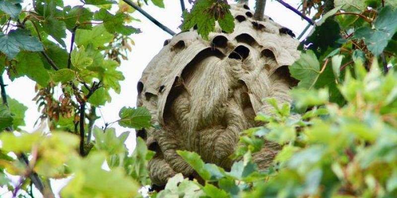 Un nido de avispones asiáticos