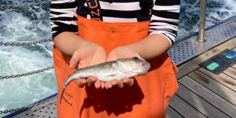 El tamaño actual del bacalao del Báltico por culpa de los humanos