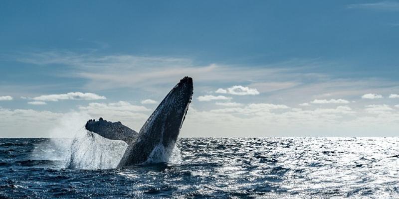 Una ballena