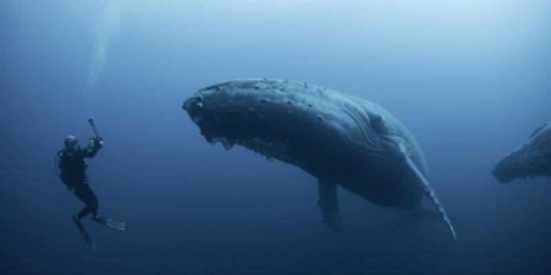 La comunicación con los cetáceos