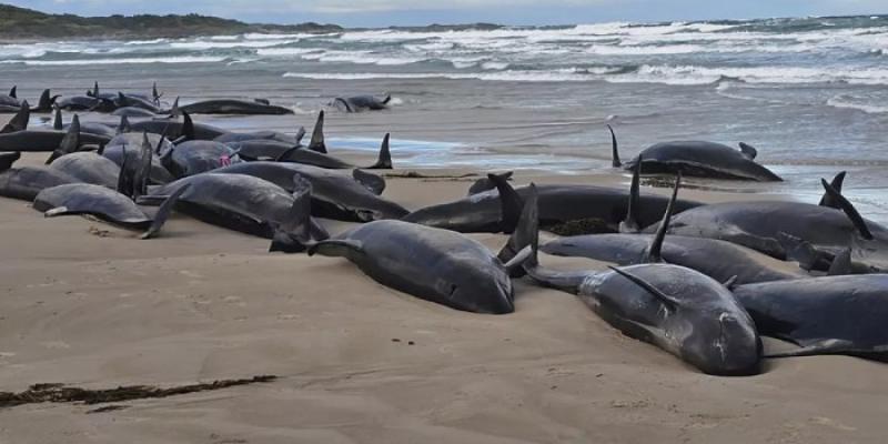 Ballenas varadas en la playa