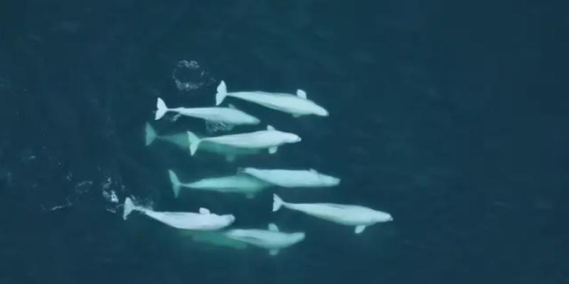 Belugas nadando en el mar frente a Alaska (Estados Unidos) 