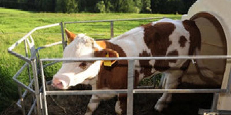 Los españoles se preocupan por el bienestar animal