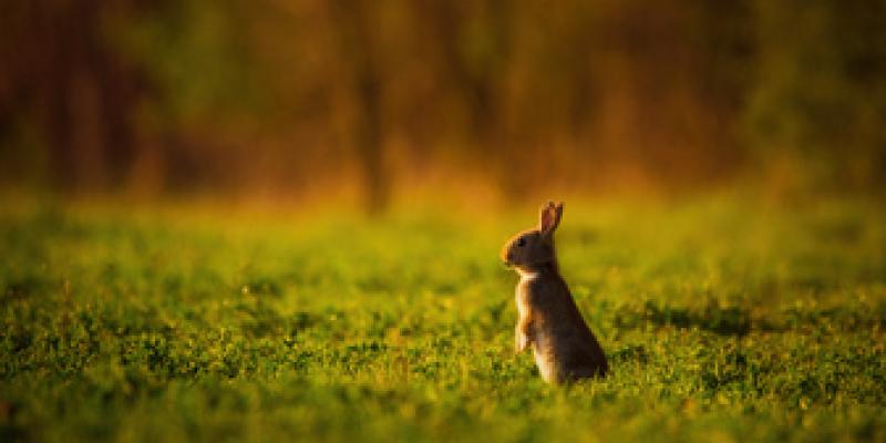 España como líder de protección de biodiversidad