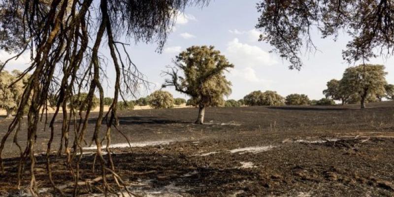 años en la vegetación tras el incendio que afectó a Tres Cantos y Soto de Viñuelas. 