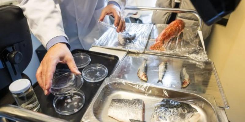 Nuevo biotejido de escamas de peces para regenerar la córnea humana