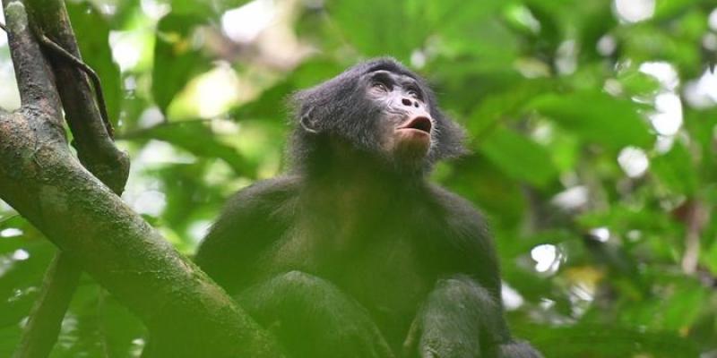 Una joven hembra bonobo vocaliza en respuesta a los miembros distantes de su grupo