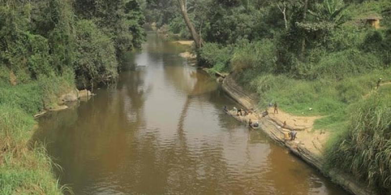 Problemas en los bosques de África