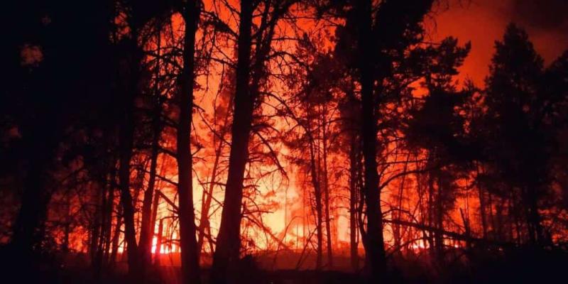 Bielorrusia refuerza la protección de los bosques