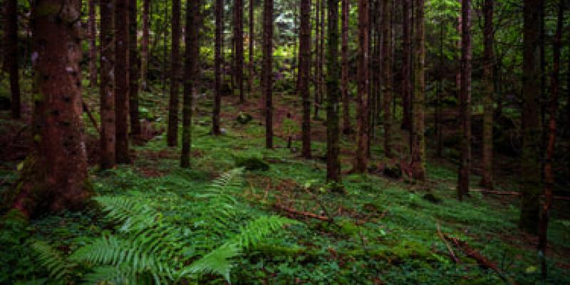 Cambio climático y bosques