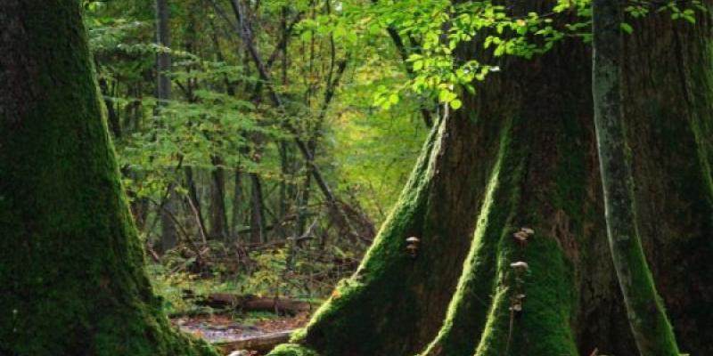 Una parte de un bosque polaco