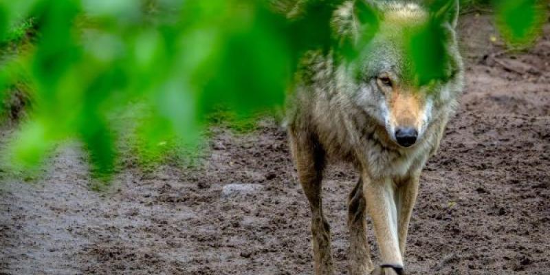 La CE indica que prohíbe la caza de lobos si esta hace peligrar su conservación