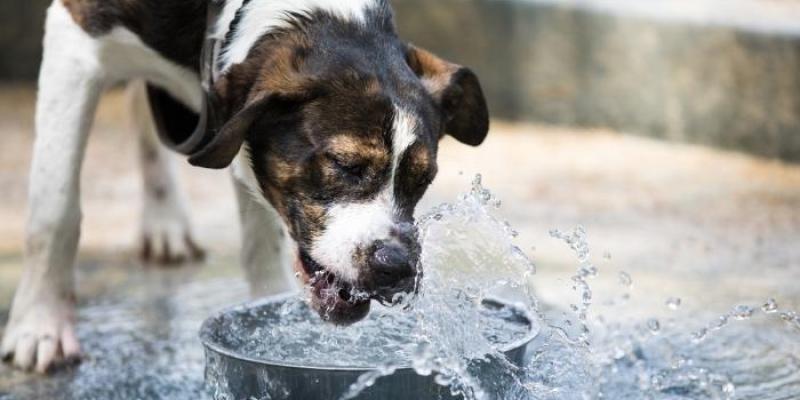 Consejos para cuidar a tus animales en verano