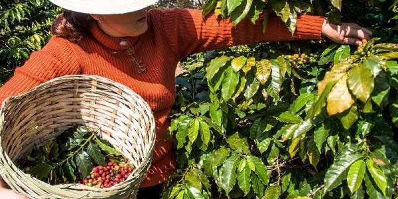 El suministro de café bajo presión