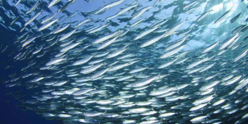 El cambio climático y la sobrepesca afectan a los ecosistemas marinos