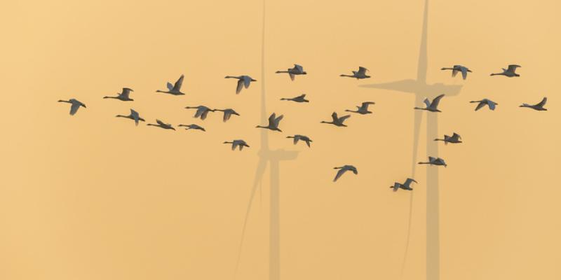 Aparición de especies de pájaros y cambio climático