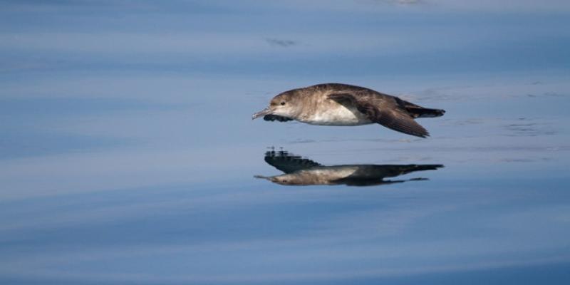 Pardela Balear, ave marina afectada por el cambio climático