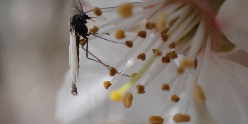 Los insectos acuáticos más pequeños por el cambio climático